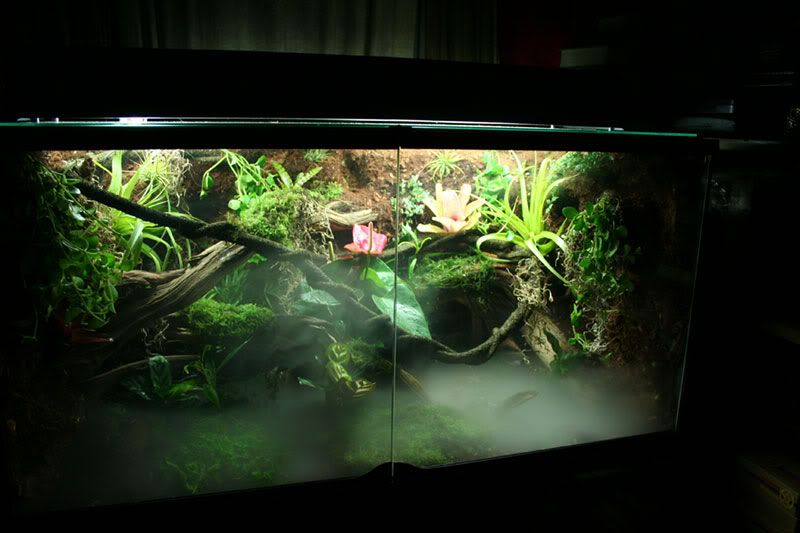 My FIRST build log. Exo Terra 36 X 18 X 24 Dendroboard